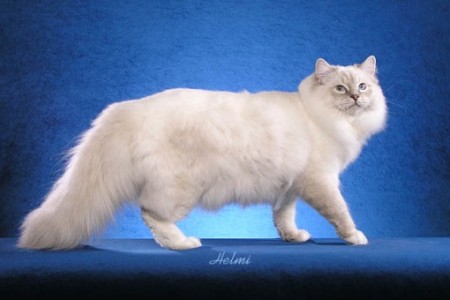 big-ragdoll-cat