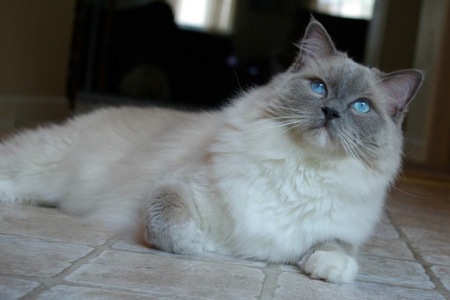 RagdollCatSullyBlueEyes