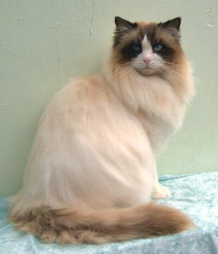 ragdoll-cat-breeders-patrick-3yrs
