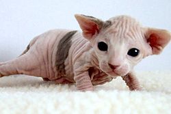 250px-2_week-old_Female_Sphynx_(Suki)
