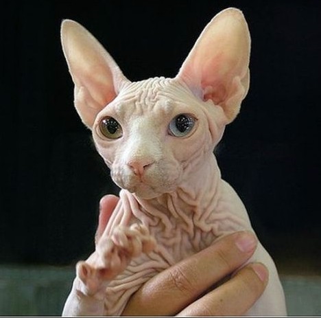 sphynx-cat14