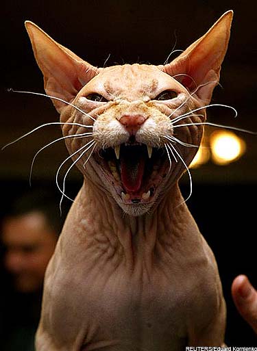 sphynx