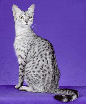 mau
